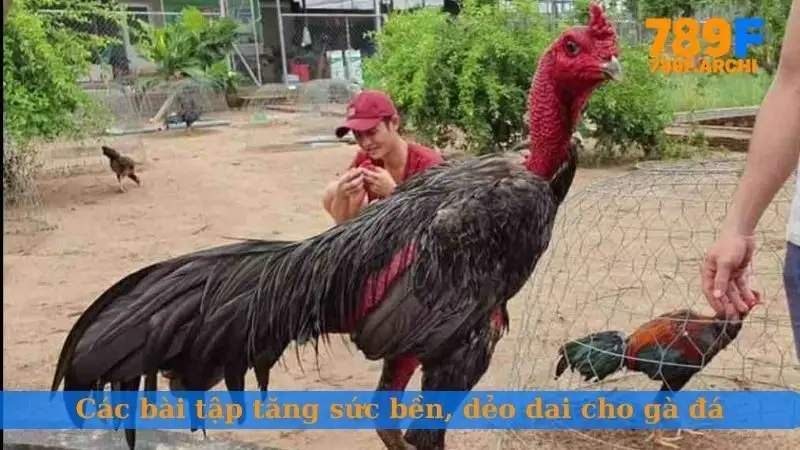 Các bài tập tăng sức bền, dẻo dai cho gà đá