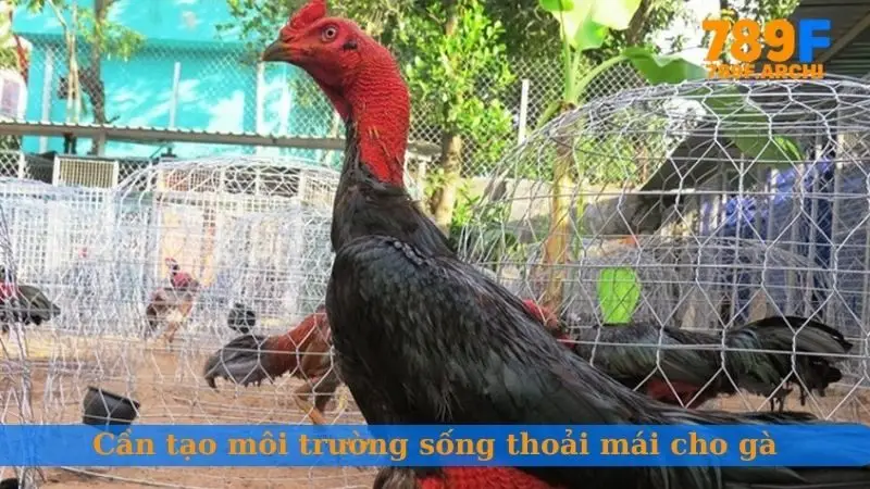 Cần tạo môi trường sống thoải mái cho gà
