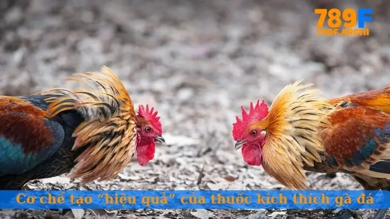 Cơ chế tạo “hiệu quả” của thuốc kích thích gà đá