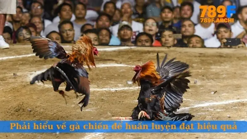 Phải hiểu về gà chiến để huấn luyện gà đá đạt hiệu quả