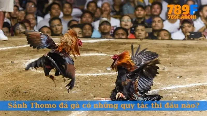 Sảnh Thomo đá gà có những quy tắc thi đấu nào?