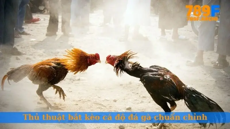 Thủ thuật bắt kèo cá độ đá gà chuẩn chỉnh