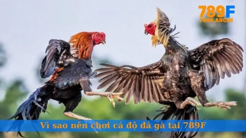 Vì sao nên chơi cá độ đá gà tại 789F